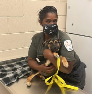La supervisora ​​de control de animales, Angela Jones, ayuda a vacunar a un cachorro en el refugio de animales de Georgetown.
